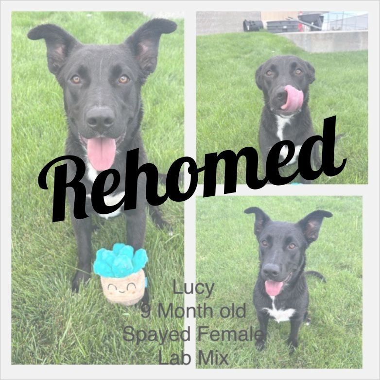 Rescued dog named Lucy.